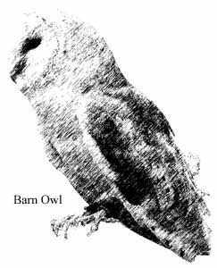 Barn Owl 